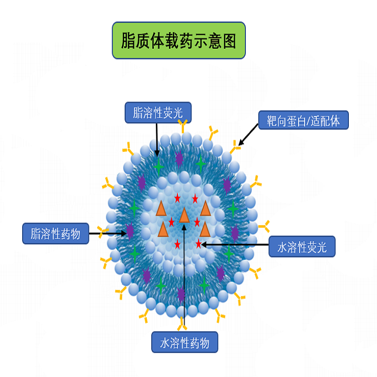 脂質(zhì)體載藥技術(shù)服務(wù)(圖1)